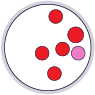 Serial Killing Assay